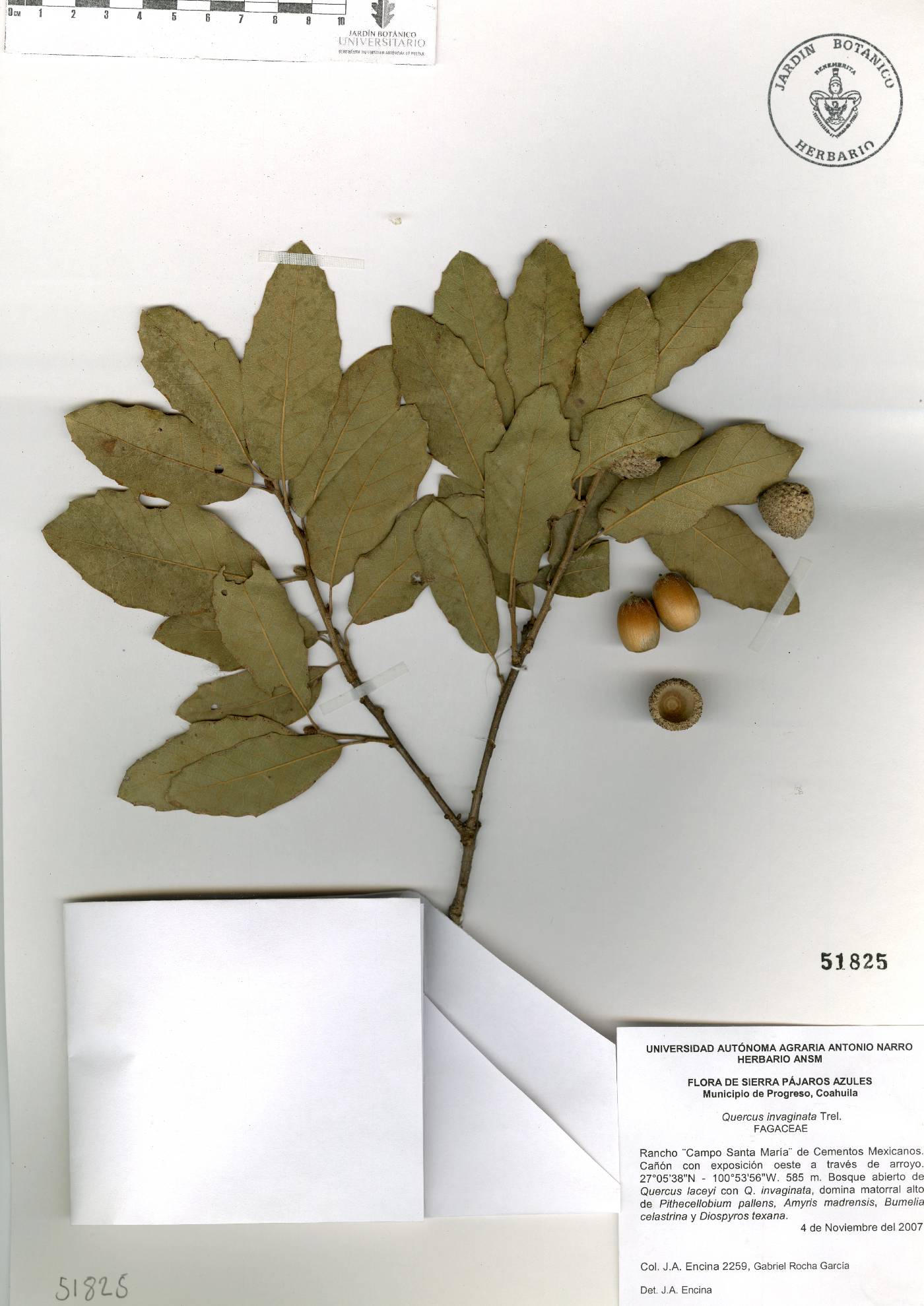 Quercus invaginata image