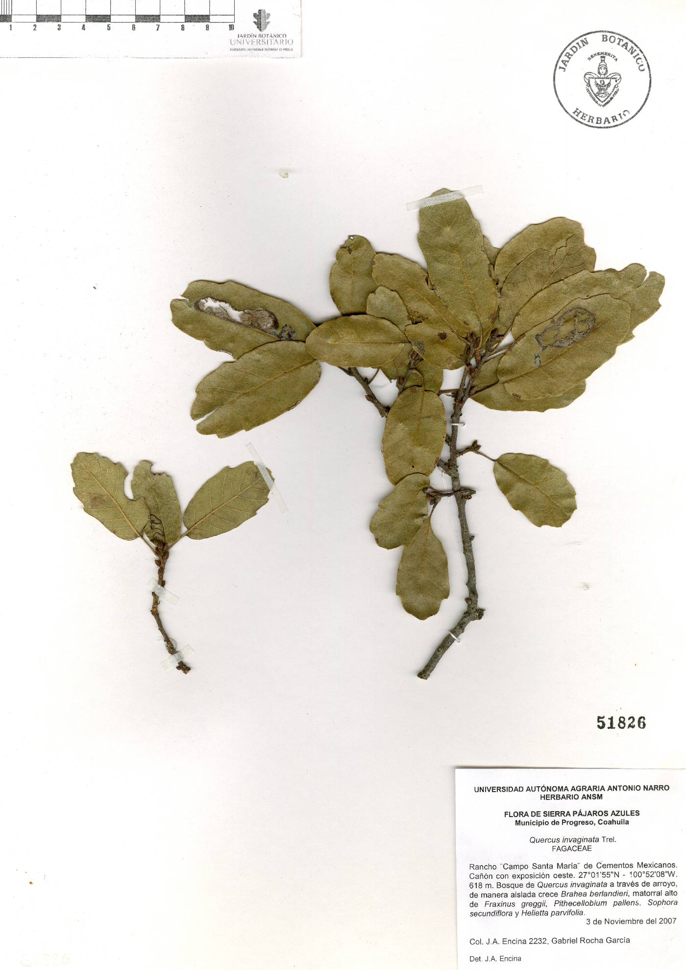 Quercus invaginata image