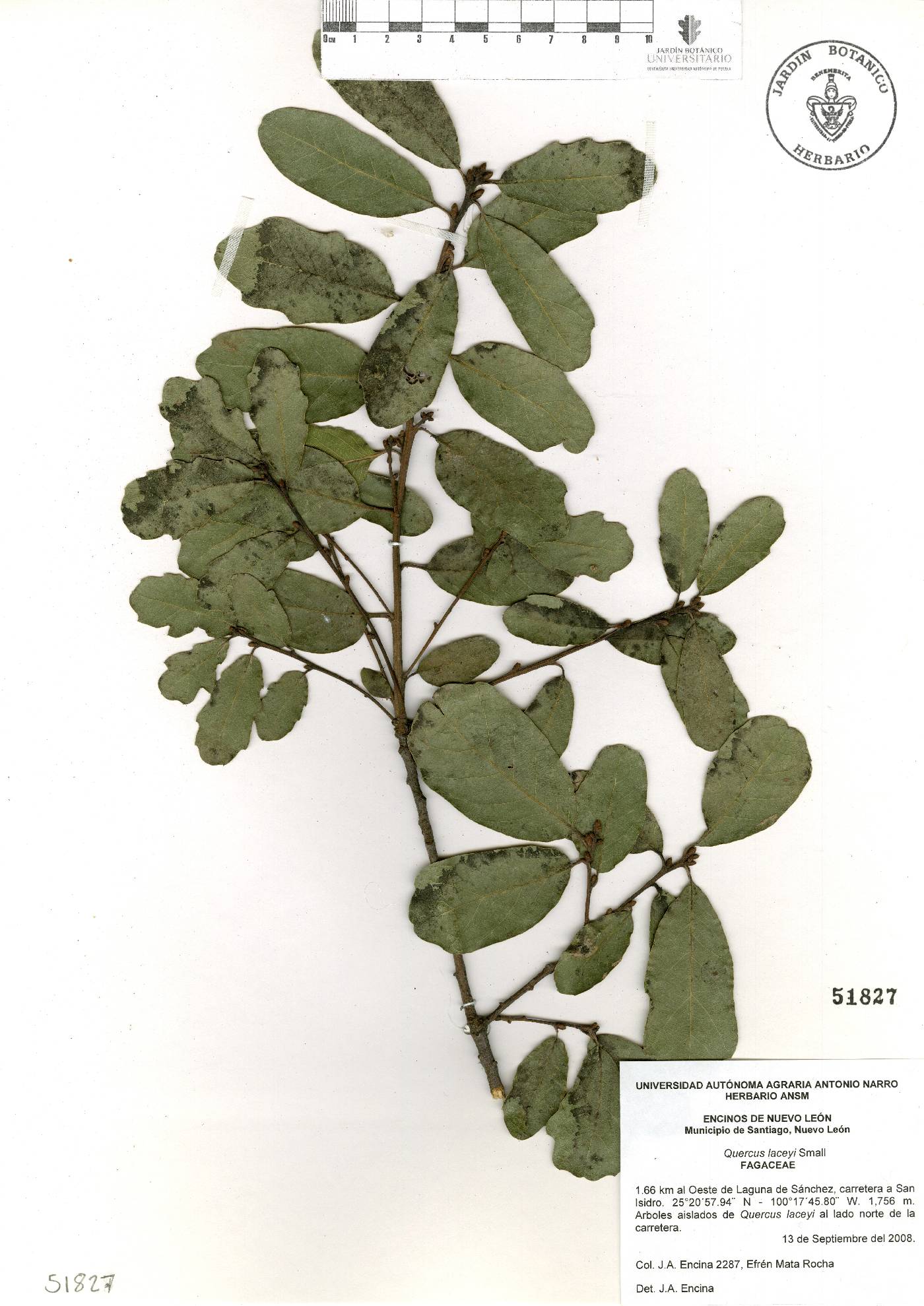 Quercus laceyi image