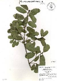 Quercus laceyi image