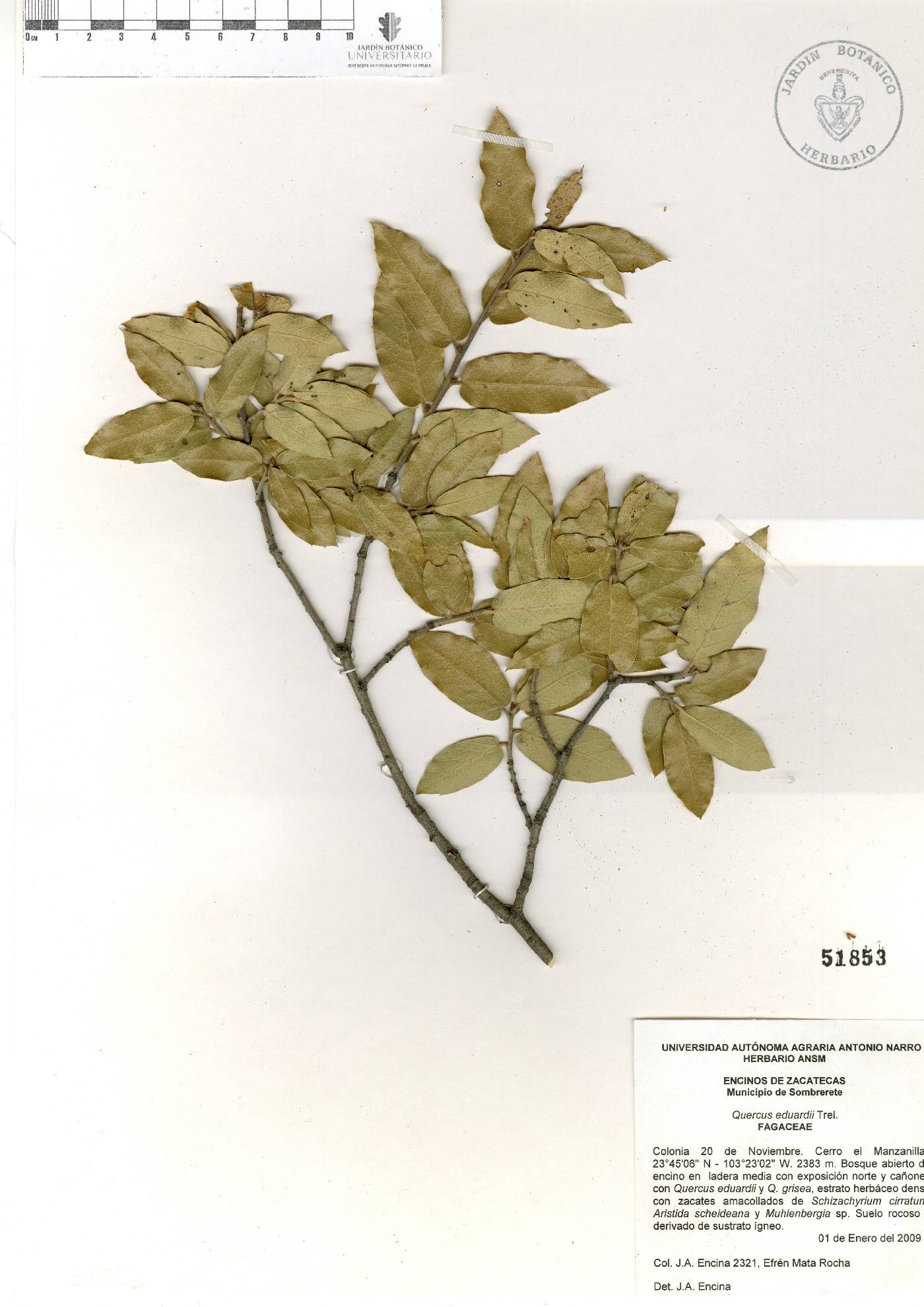 Quercus eduardi image