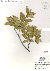 Quercus eduardi image