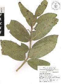 Asclepias notha image