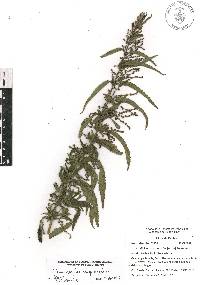 Urtica gracilis image