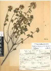 Ageratina espinosarum image