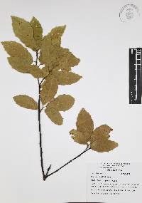 Quercus acutifolia image