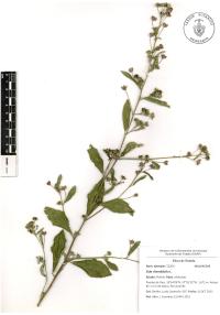 Sida rhombifolia image