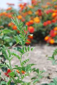 Vicia ludoviciana subsp. ludoviciana image