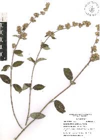 Lippia oaxacana image