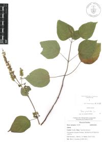 Salvia polystachia image