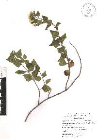 Ageratina espinosarum image