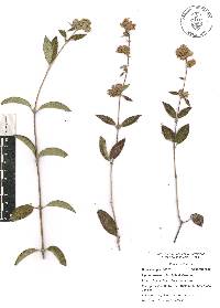 Lippia oaxacana image