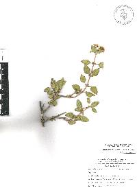 Ageratina calophylla image
