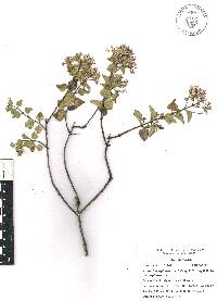 Ageratina espinosarum image