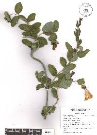 Lonicera pilosa image