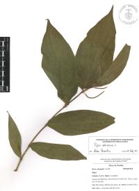 Piper aduncum image