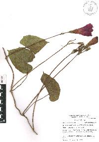 Ipomoea orizabensis image