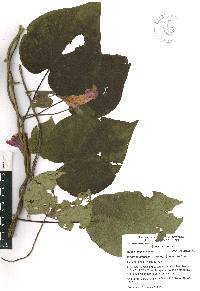 Ipomoea orizabensis image