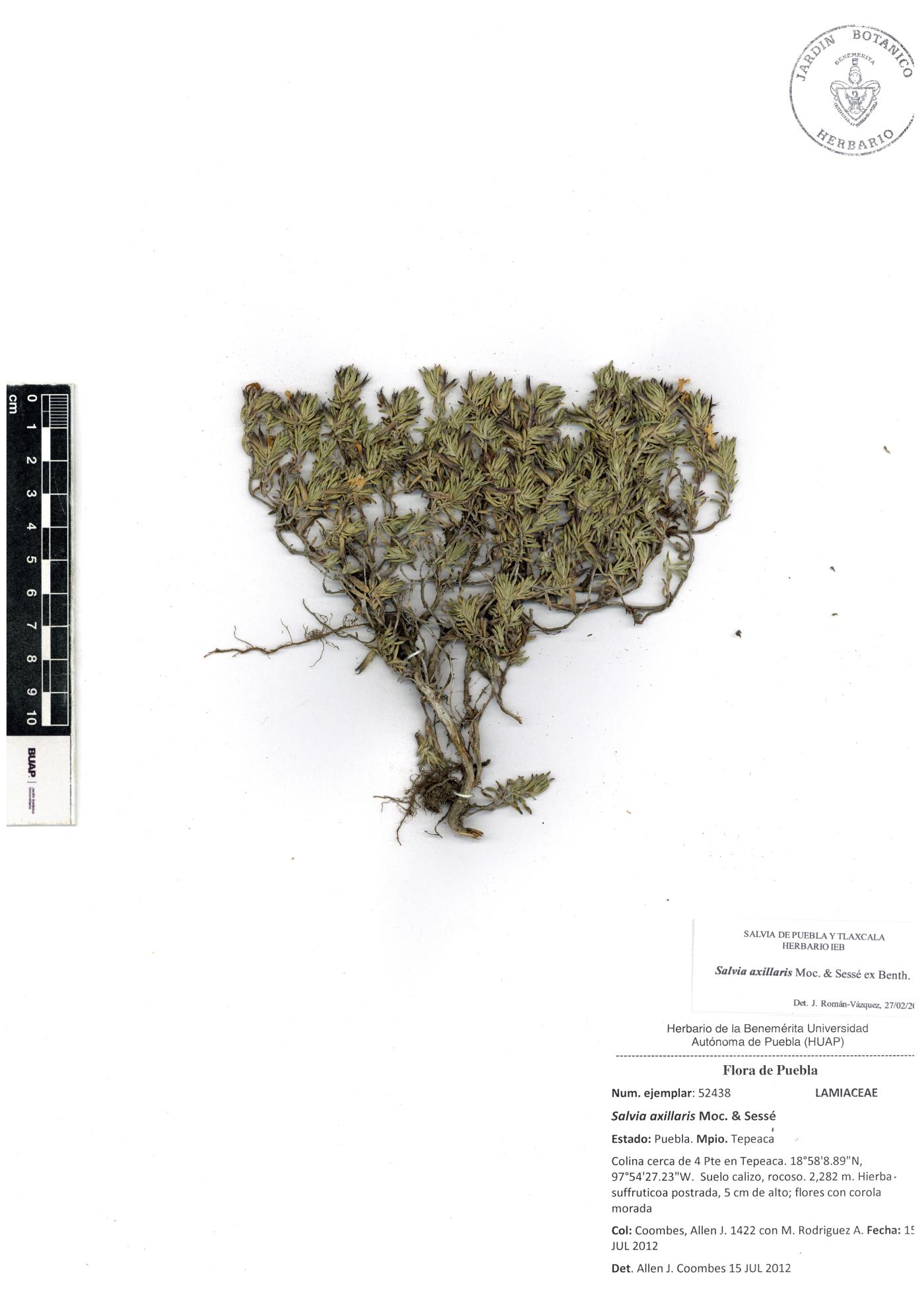 Salvia axillaris image