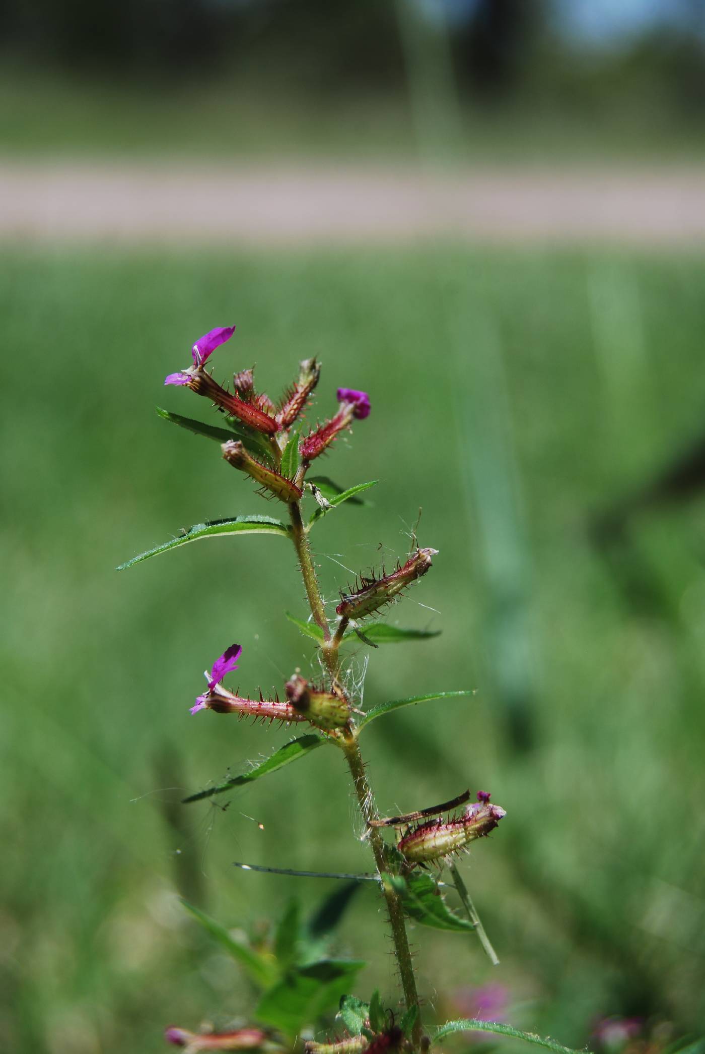 Cuphea wrightii var. wrightii image