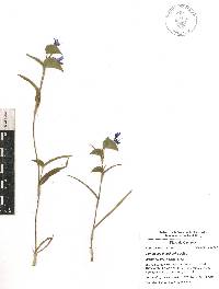 Commelina dianthifolia image