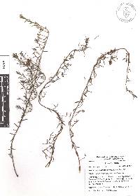 Krameria secundiflora image