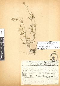 Silene gallica image