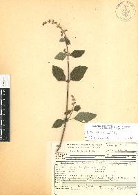 Cantinoa mutabilis image