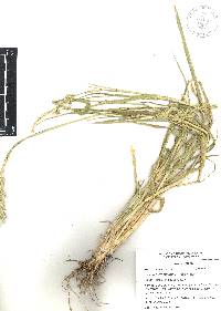 Eriochloa acuminata image