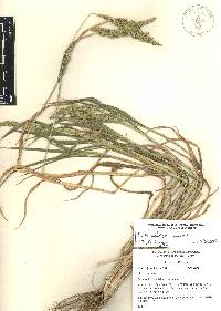 Echinochloa colona image