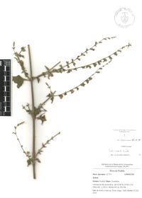 Salvia misella image