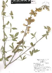 Crotalaria agatiflora image