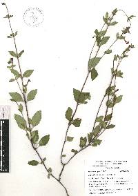 Scutellaria dumetorum image