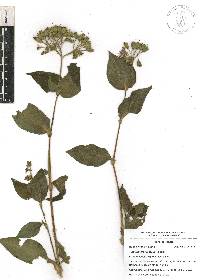 Tinantia erecta image