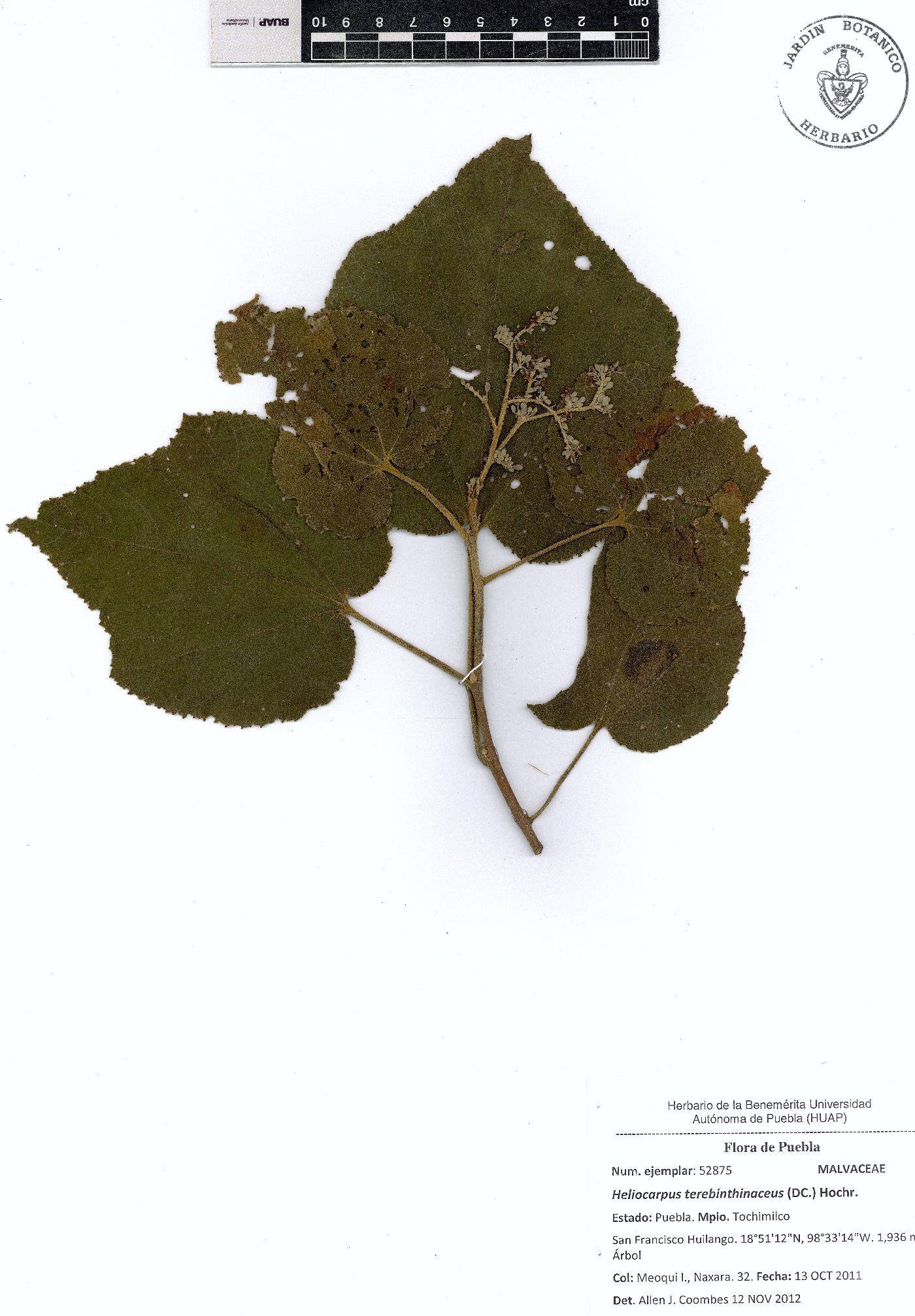 Heliocarpus terebinthinaceus image