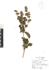 Lippia oaxacana image