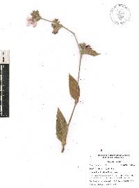 Tradescantia crassifolia image