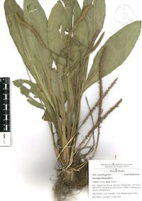 Plantago lanceolata image