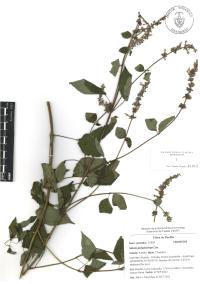 Salvia polystachia image