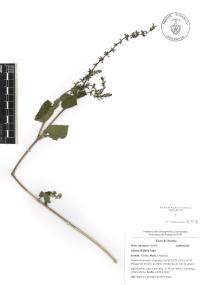 Salvia tiliifolia image