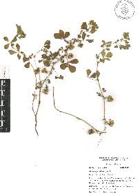 Medicago polymorpha image