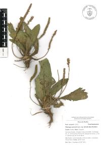 Plantago australis image