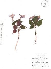 Achimenes grandiflora image