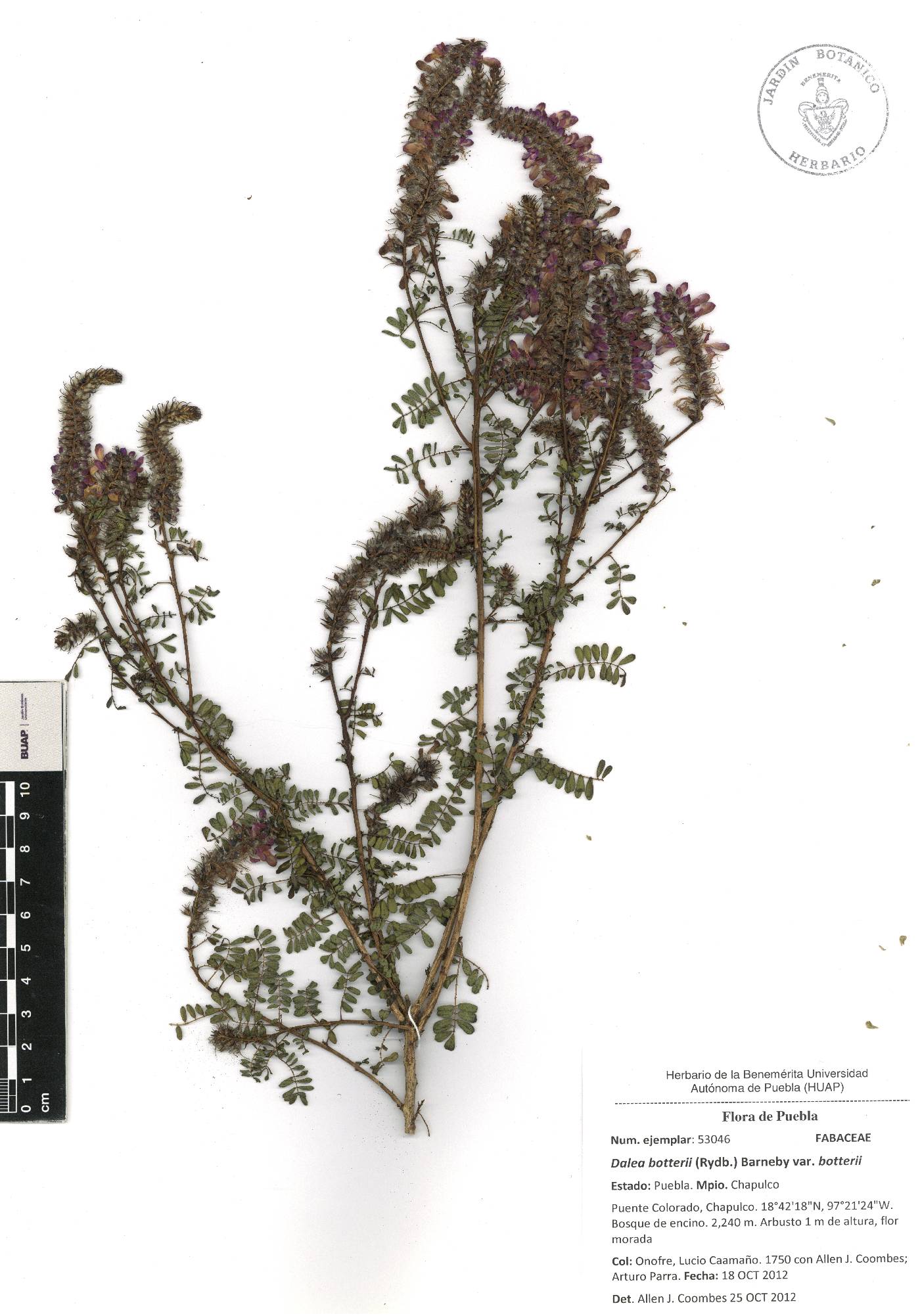 Dalea botterii image