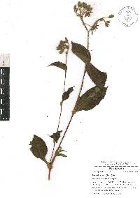 Tinantia erecta image