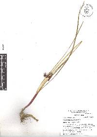 Allium glandulosum image