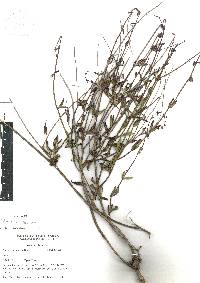 Salvia helianthemifolia image