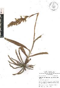 Dichromanthus michuacanus image