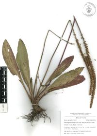 Plantago australis image