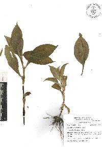 Tinantia erecta image